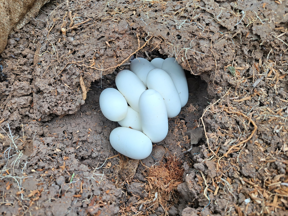 Snake,Eggs,In,The,Hole,,Beautiful,White,Color.