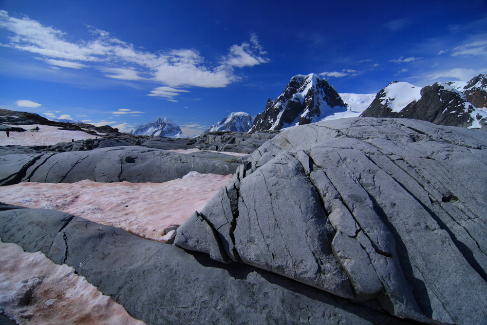 Snow,Algae,In,Antarctica