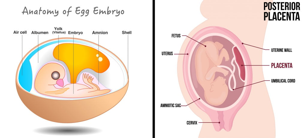 The two different types of ways in which young develop in oviparous animals, nutrition comes from the yolk, whereas in viviparous animals, nutrition is from the mother through the placenta.