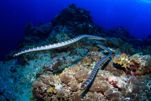 Underwater,Image,Of,Two,Poisonous,Sea,Snakes,Swimming,Towards,The