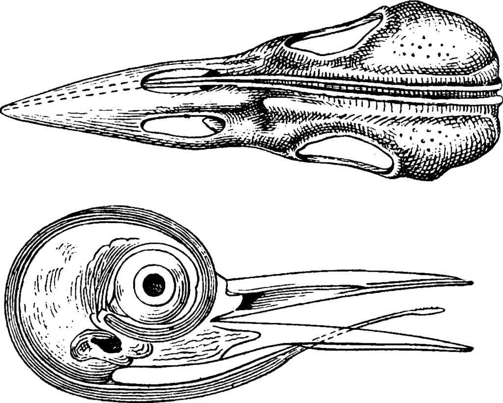 Woodpecker Tongue which is showing root of tongue extending to tip of bill, vintage line drawing or engraving illustration.