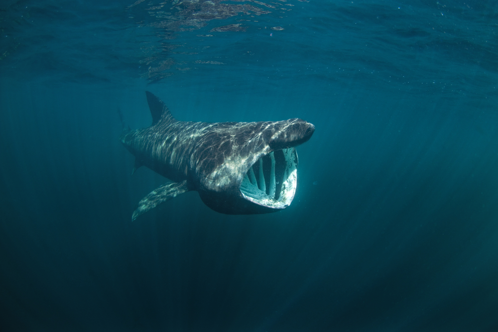 Basking,Shark,,Cetorhinus,Maximus,,Coll,Island,,Scotland