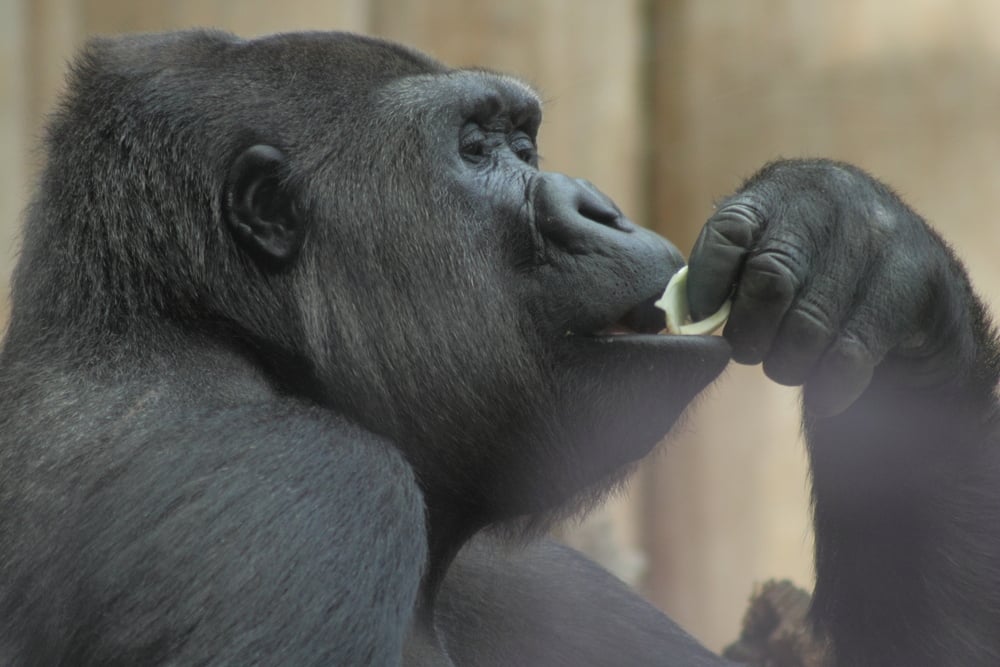 Gorilla,Eating