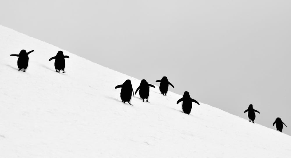 Antarctica,,Penguins,/,On,Leaked