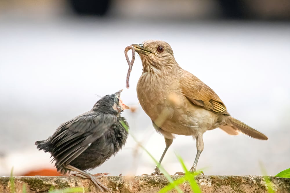 A,Juvenile,Shiny,Cowbird,(molothrus,Bonariensis),Being,Fed,By,A