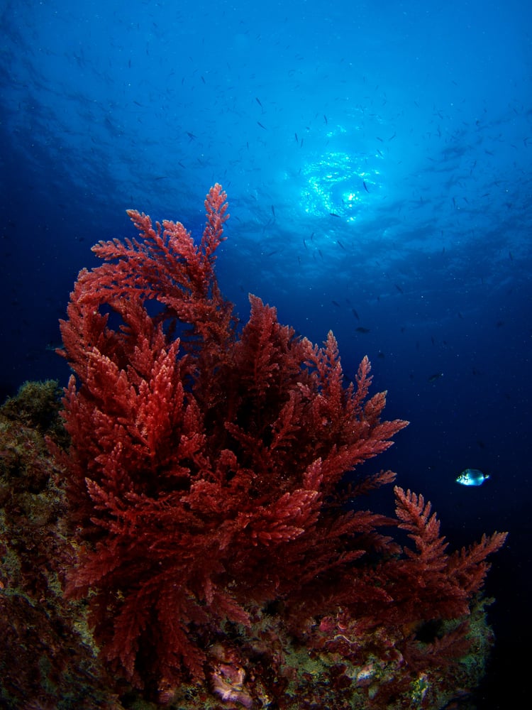 Asparagopsis,Algae,And,Sun,,Underwater,Image.