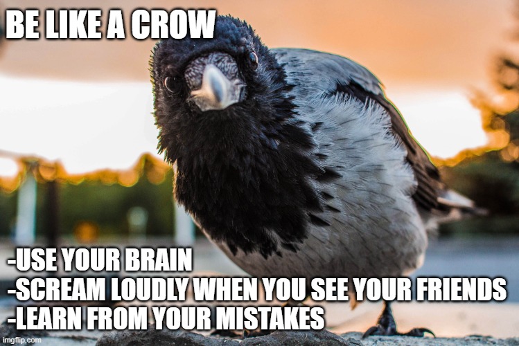 BE LIKE A CROW meme