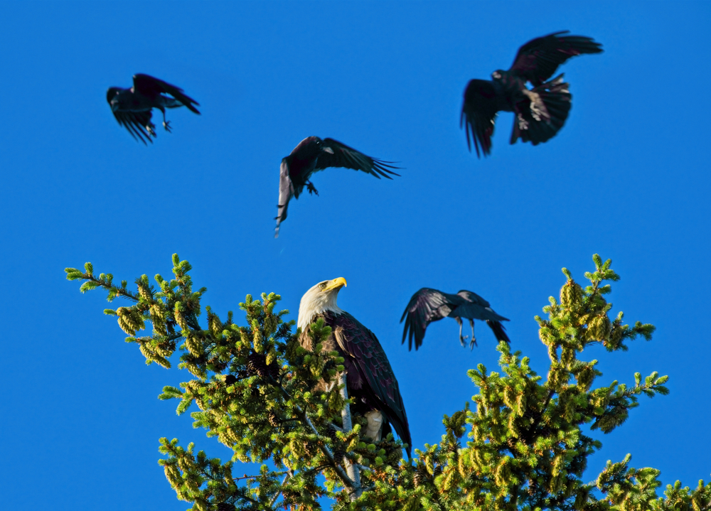 Bald,Eagle,Perched,On,The,Tree,Top,Is,Getting,Mobbed
