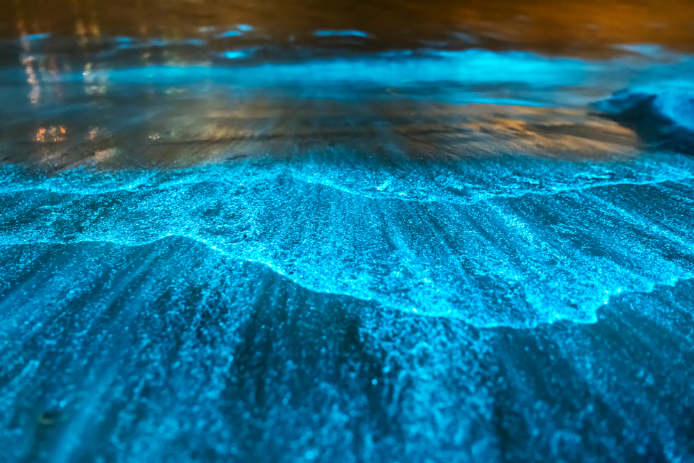 Bioluminescence,At,Night,,Jervis,Bay,,Australia