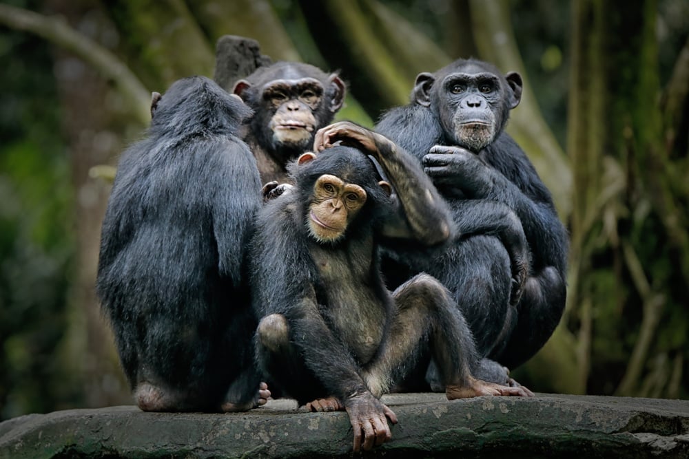 Šimpanzė, susideda iš, dviejų, išlikusių, rūšių:, paprastosios, šimpanzės ir bonobo.