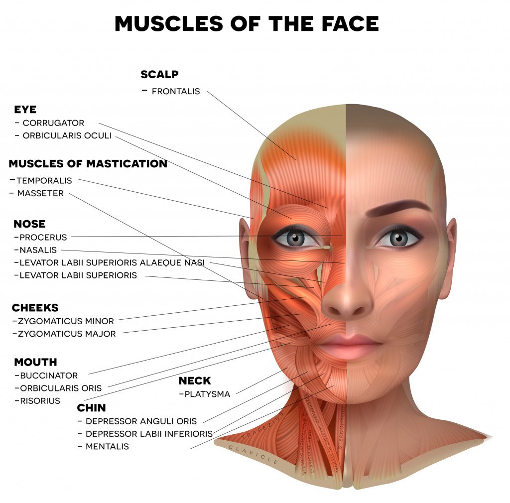 Facial and neck muscles of the female, half of the face muscles and half skin