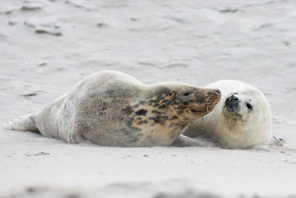 Grey,Seal,(halichoerus,Grypus),,Mother,With,Pup,,Heligoland,,Schleswig-holstein,,Germany