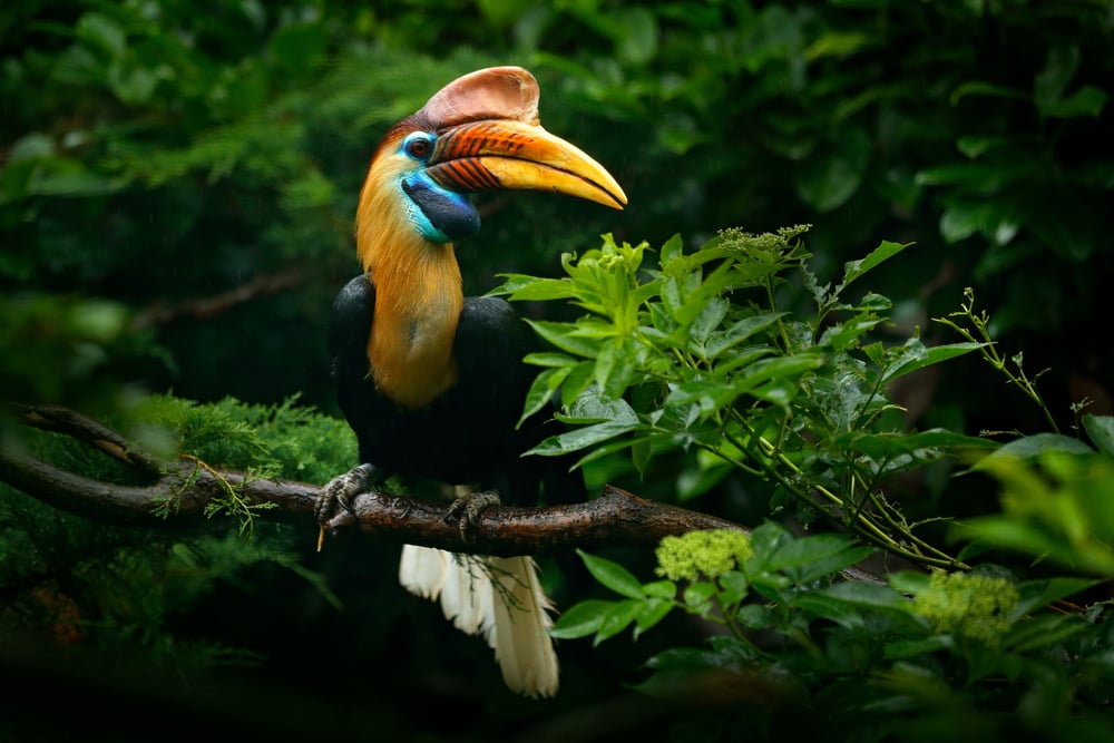 Knobbed,Hornbill,,Rhyticeros,Cassidix,,From,Sulawesi,,Indonesia.,Beautiful,Jungle,Hornbill,