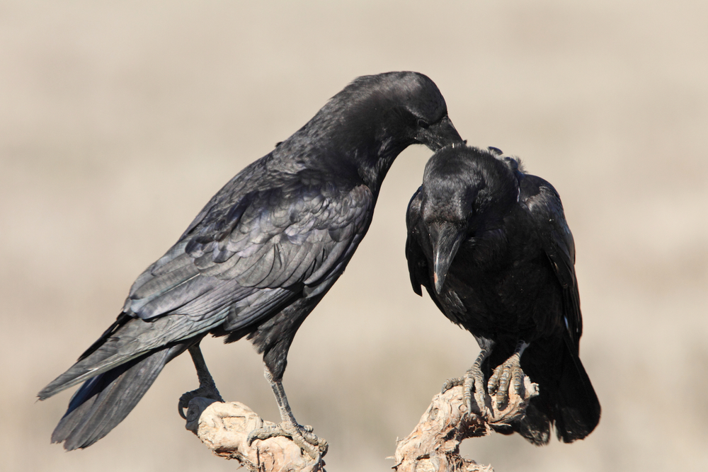 Male,And,Female,Of,Common,Raven,With,The,First,Lights