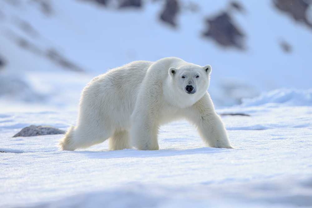 Polar,Bear,(ursus,Maritimus),