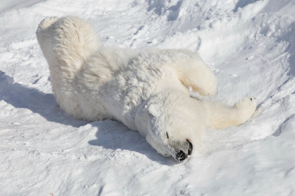 Polar,Bear,Cub,Is,Lying,And,Basking,On,The,White
