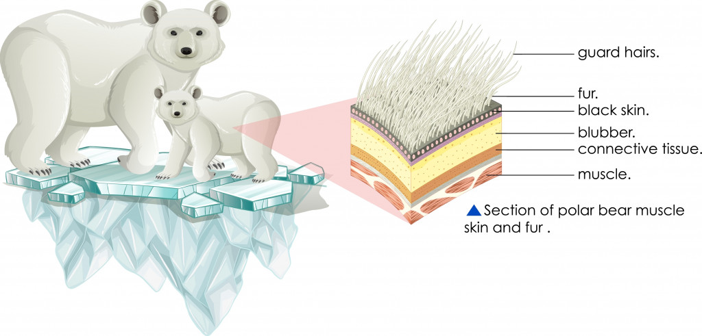 Section of polar bear muscle skin and fur illustration