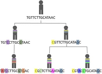 Simple Example for Accumulation of Genetic Mutations