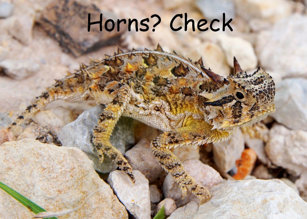 The spiky Texas Horned Lizard, Phyrnosoma cornutum