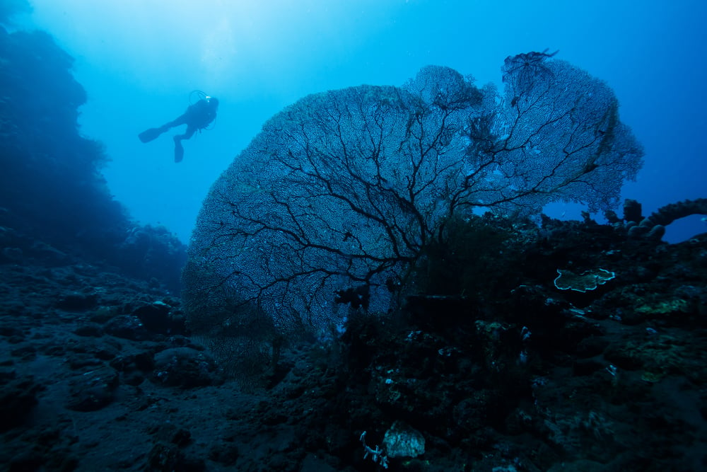 Giant,Fan,Coral