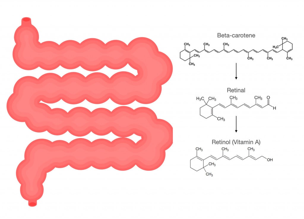 small intenstine