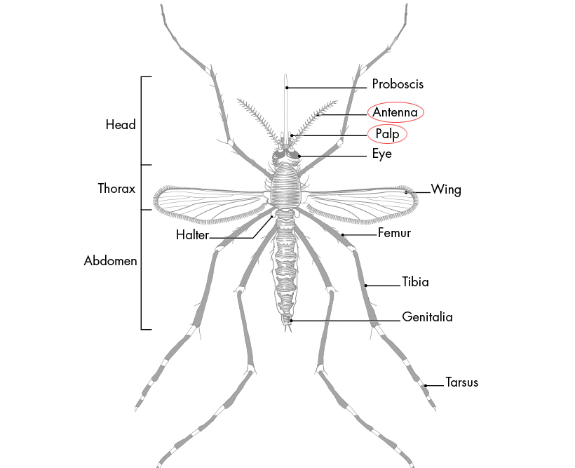 Anatomy of a mosquito showing antennae and maxillary palps