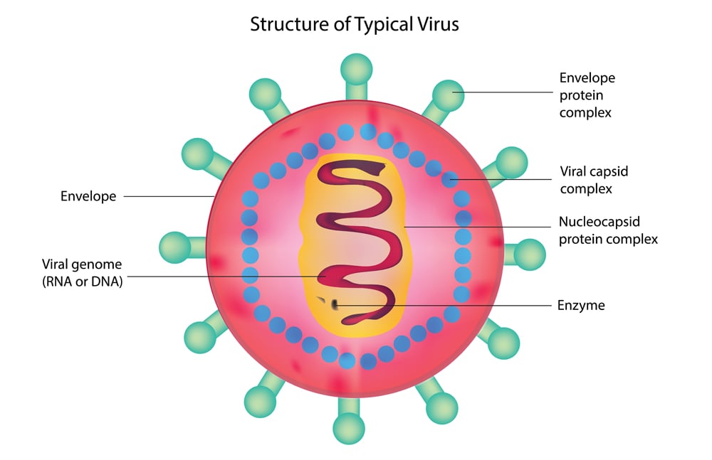 Biological structure of Typical virus, virus detailed structure, detailed structure of virus cell, anatomy of virus, DNA and RNA viruses, envelope protein, viral capsid complex, Envelope, Viral genome