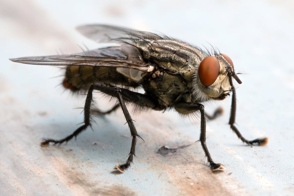 Blow Fly, Carrion Fly, Bluebottles, Greenbottles, Or Cluster Fly