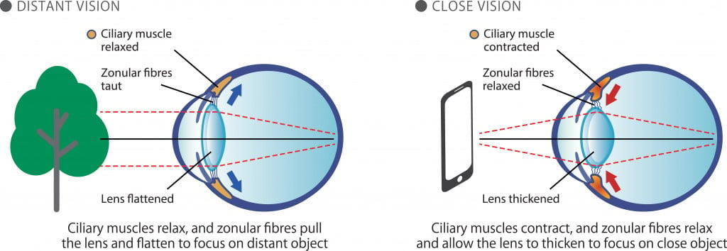 Distant close vision illustration explaining how eyes focus on farclose objects