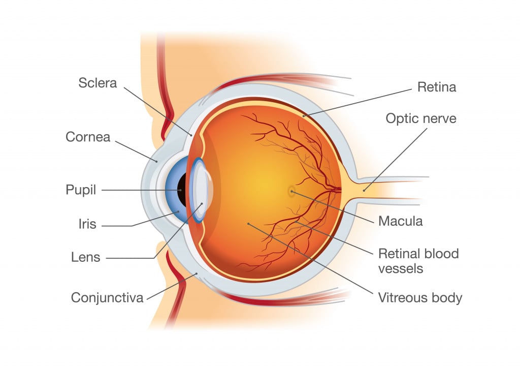 Human eye anatomy in side view