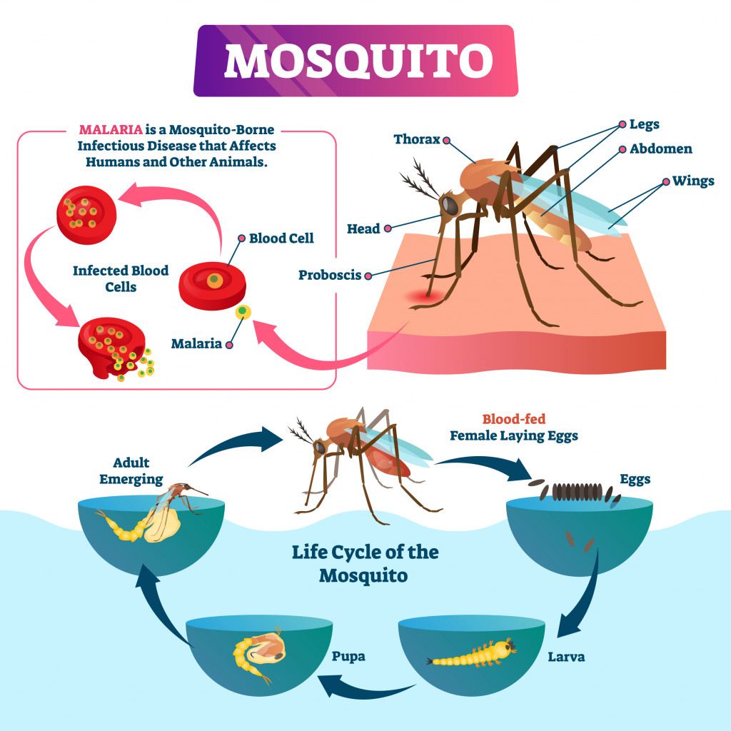 Mosquito vector illustration