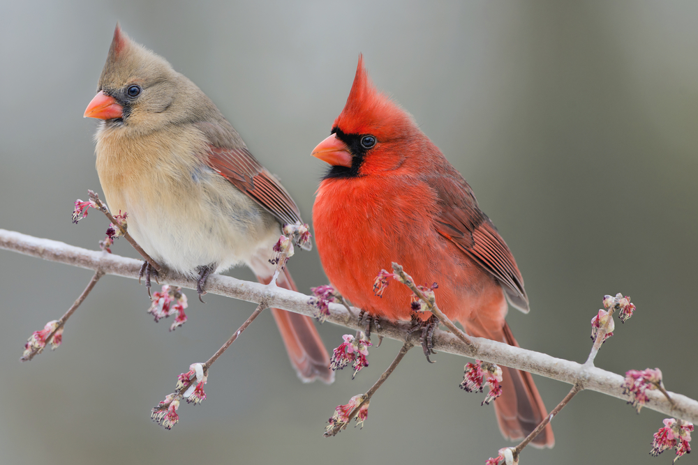 Pair,Of,Northern,Cardinals,On,Swamp,Maple,Branch