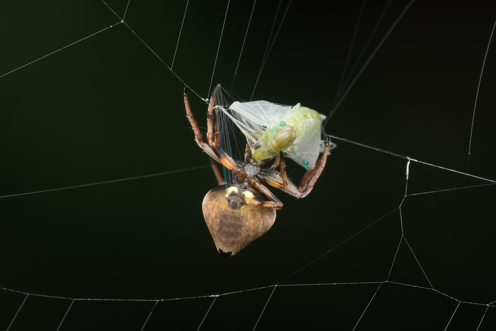 Photos,Of,Orb,Weaver,Spider,(erovixia,Excelsa),Wrapping,Up,A