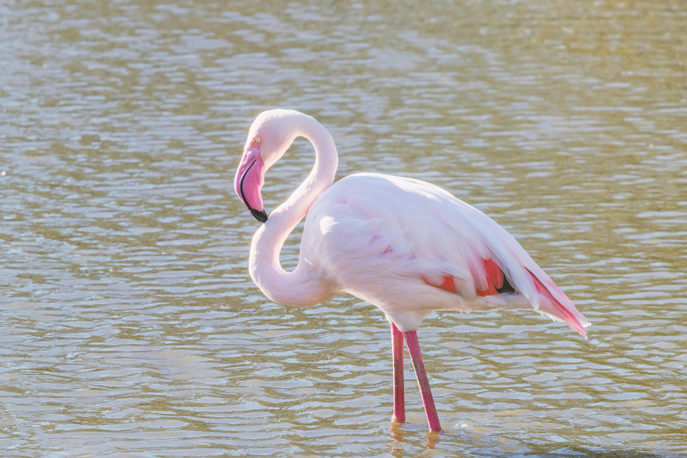 Pink,Flamingo,,Greater,Flamingo,In,Their,Natural,Environment,(phoenicopterus,Roseus)