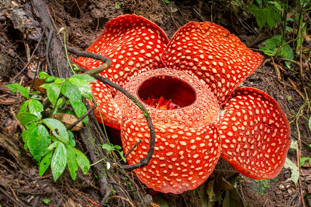 Rafflesia,,The,Biggest,Flower,In,The,World,,Sumatra,,Indonesia
