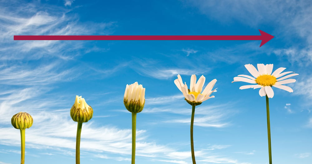 Stages of growth and flowering of a daisy, blue sky background, life concept