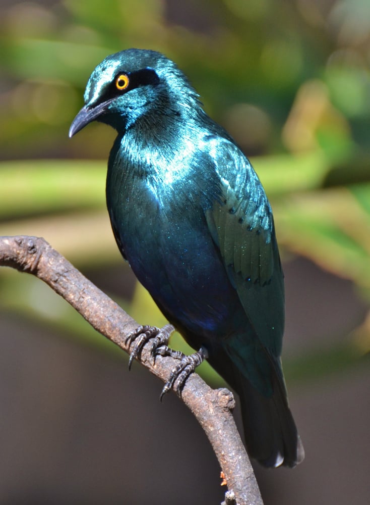 The,Cape,Starling,Or,Cape,Glossy,Starling,(lamprotornis,Nitens),Is