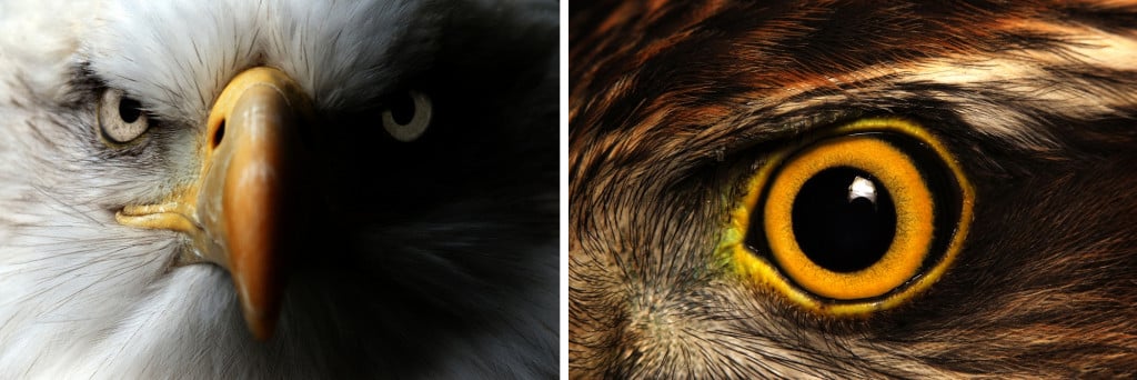 The massive eyes of a bald eagle