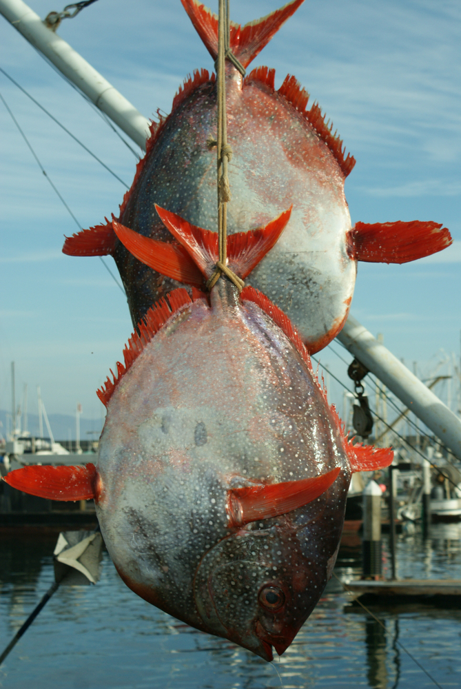 Daily,Catch,Of,Large,Fish,Opahs,Sunfish