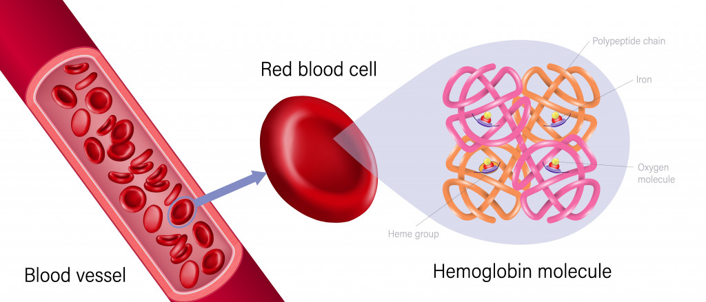 red blood cell and hemoglobin