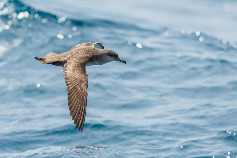 A,Balearic,Shearwater,(puffinus,Mauretanicus),Flying,Over,The,Mediterranean,Sea