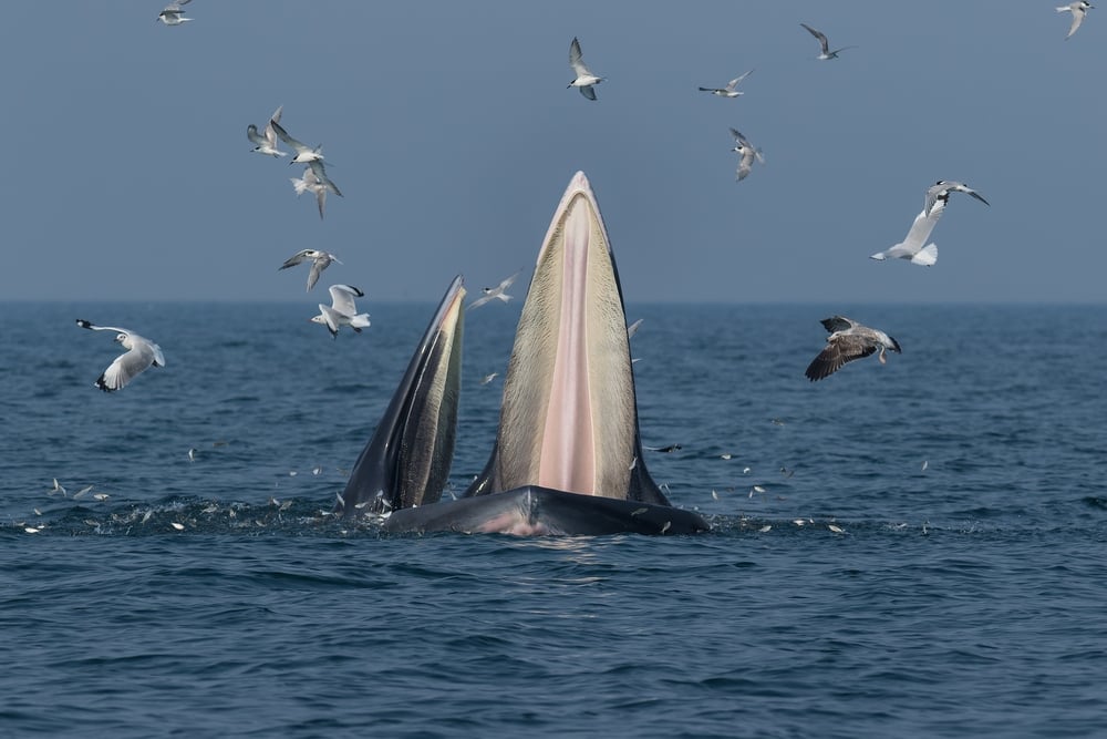 A,Mother,And,A,Calf,Whale,Feeding