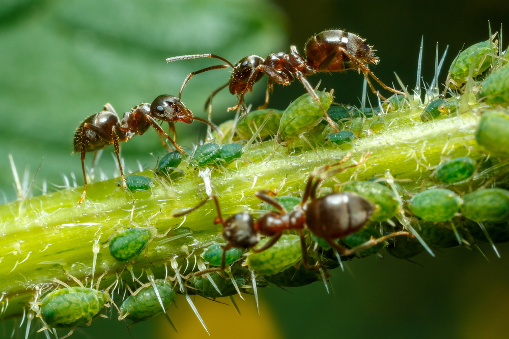 Ants,Taking,Care,Of,Aphids,On,Nettle,Stem