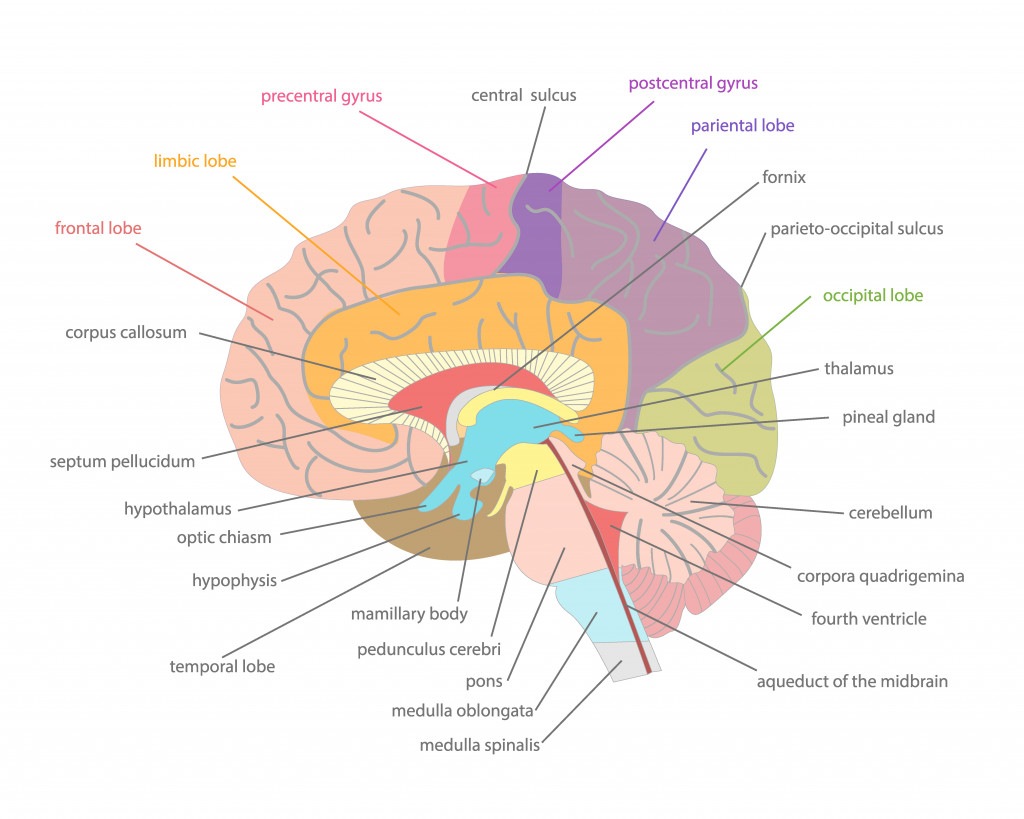 Cartoon Human Brain Anatomy in a Cut Part of System Flat Design Style