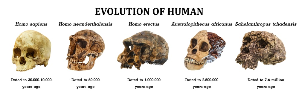 Evolution,Of,Human,Skull,(,Sahelanthropus,Tchadensis,.,Australopithecus,Africanus