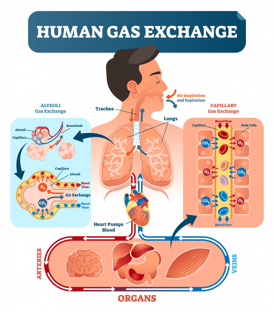 Human gas exchange system vector illustration. Oxygen travel from lungs to heart, to all body cells and back to lungs as CO2.