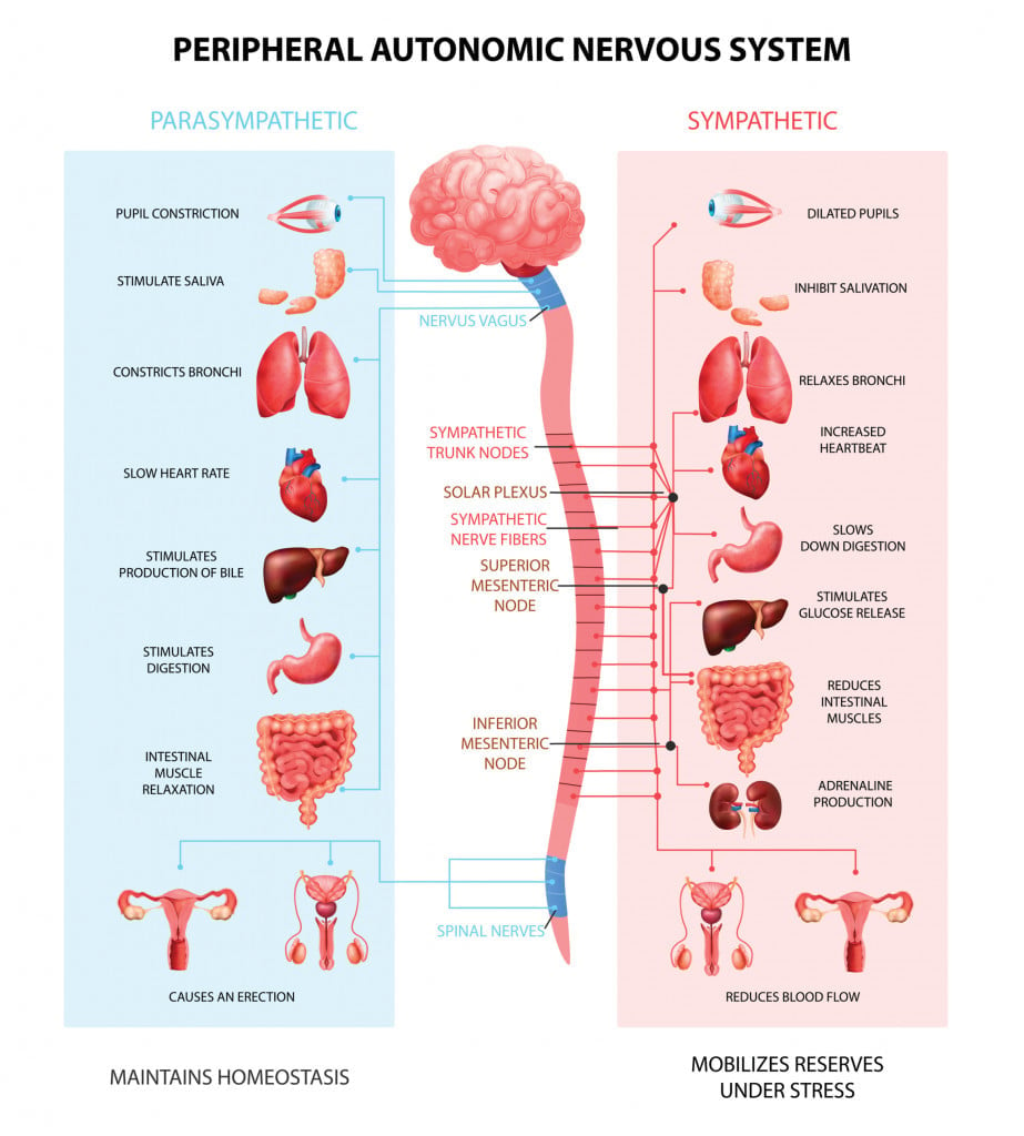 Human peripheral autonomic nervous system