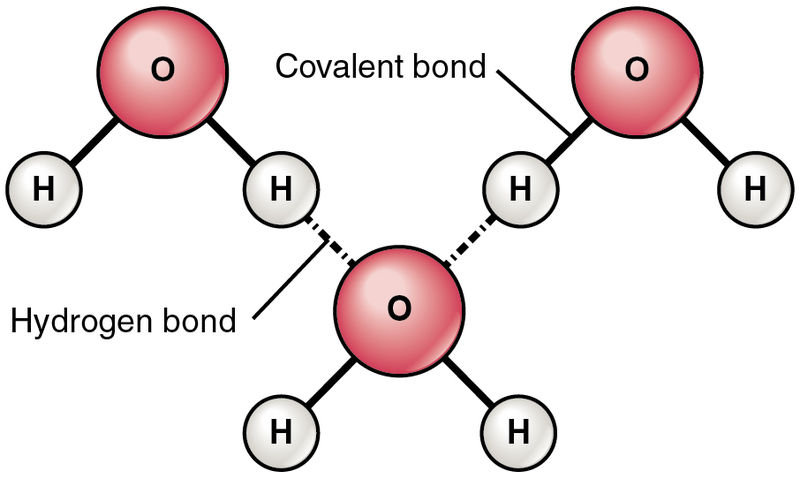 Hydrogen Bonds Between Water Molecules