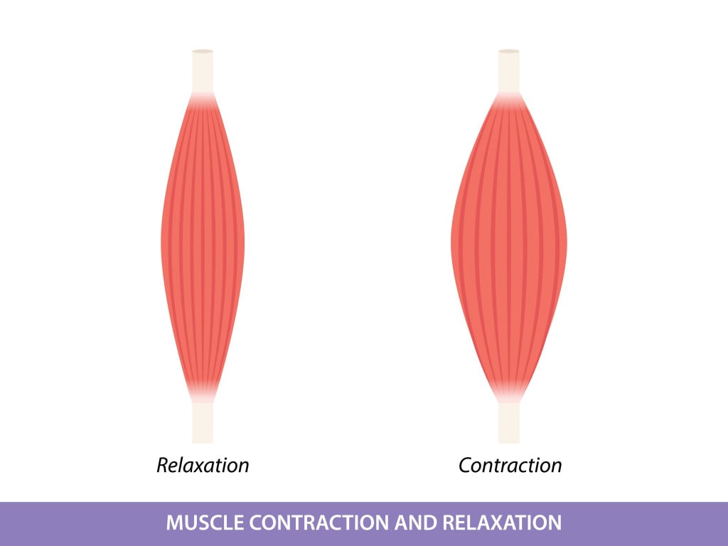 Muscle Contraction and Relaxation illustration