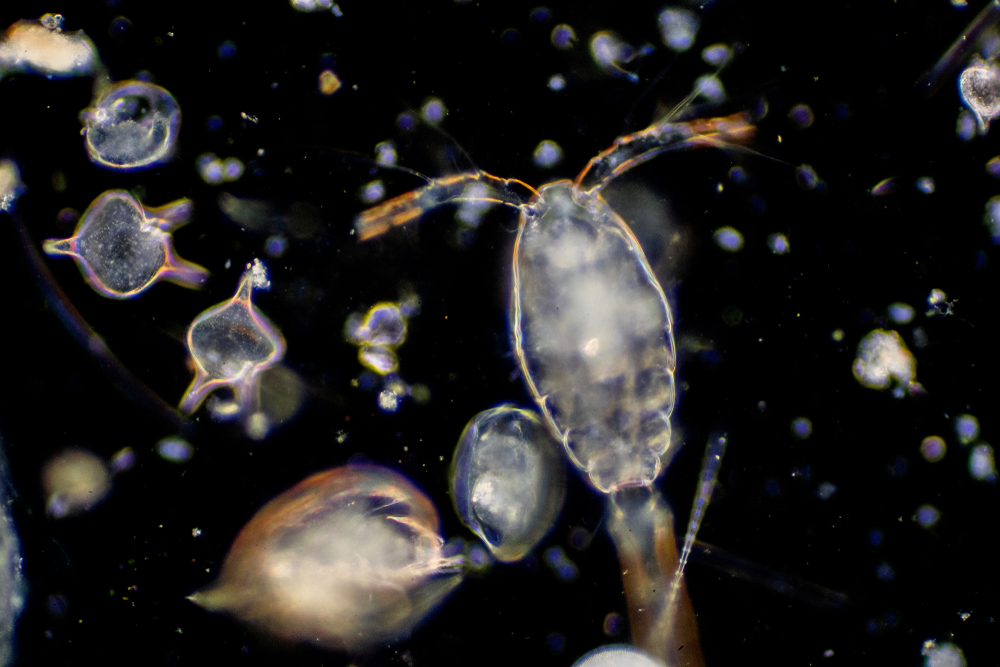 Plankton,Are,Organisms,Drifting,In,Oceans,And,Seas.,Zooplankton.
